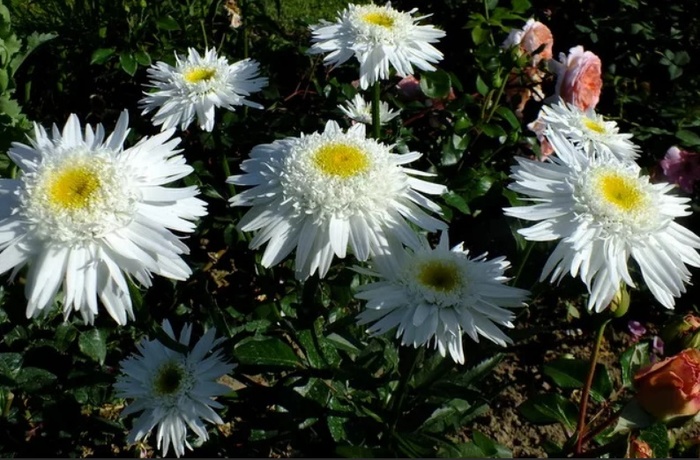 Превью изображения