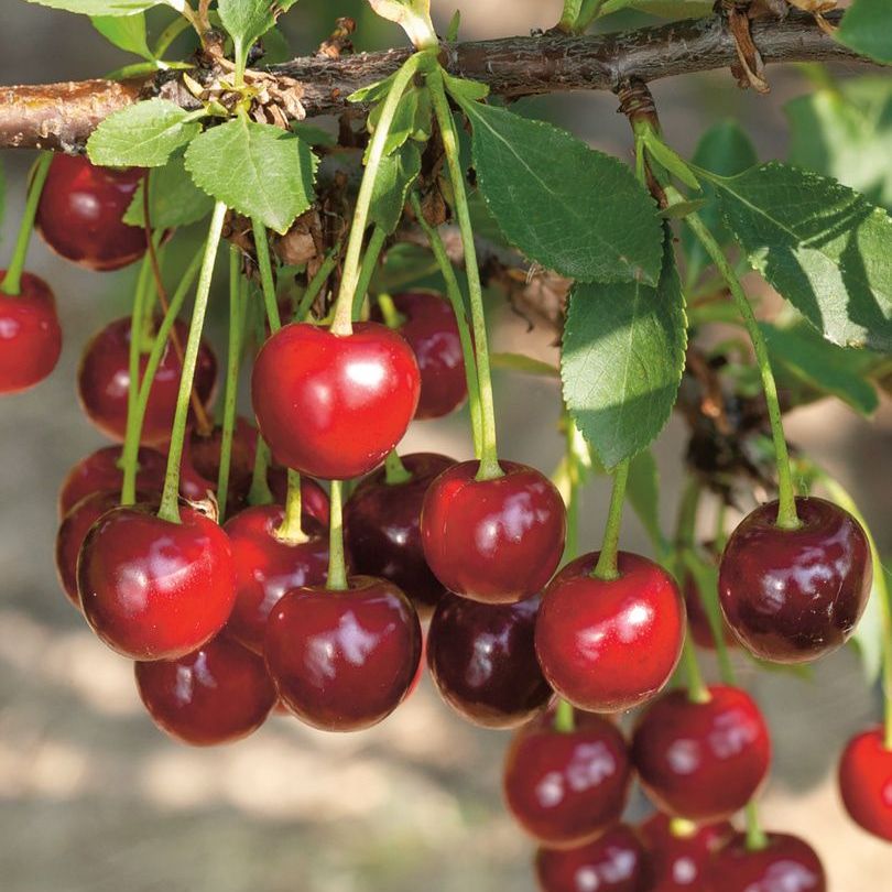 Превью изображения