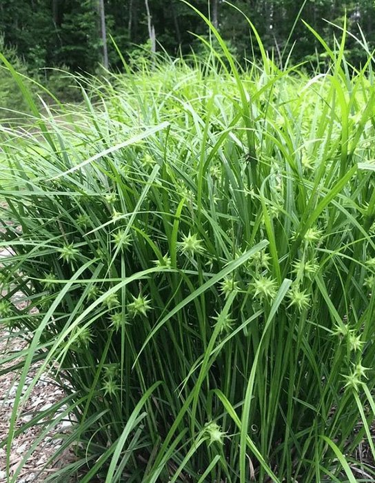 Превью изображения