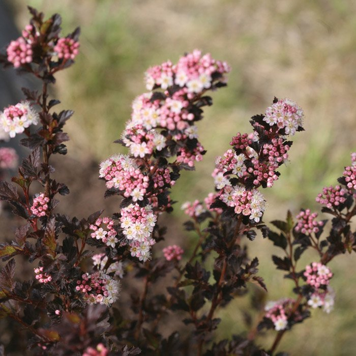 Превью изображения