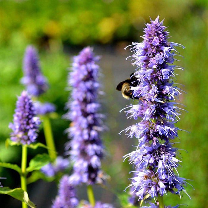 Превью изображения