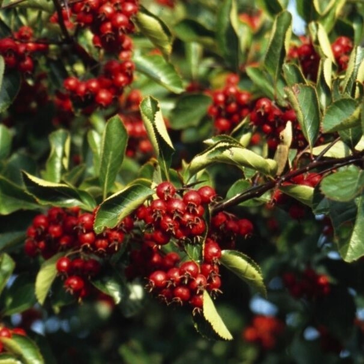 Превью изображения