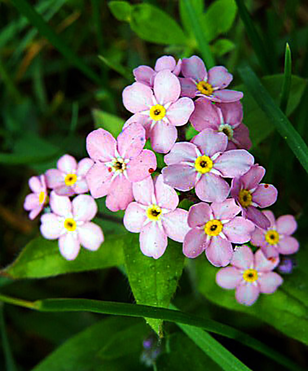 Превью изображения