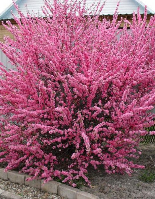 Превью изображения