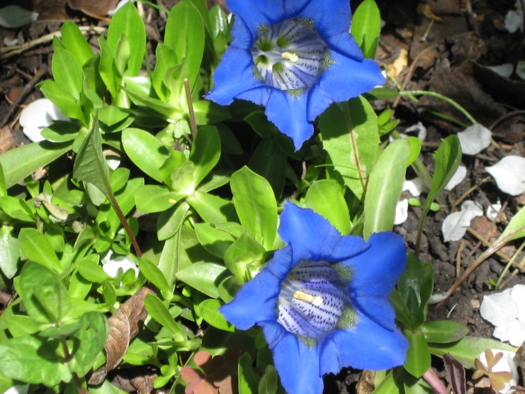 Превью изображения