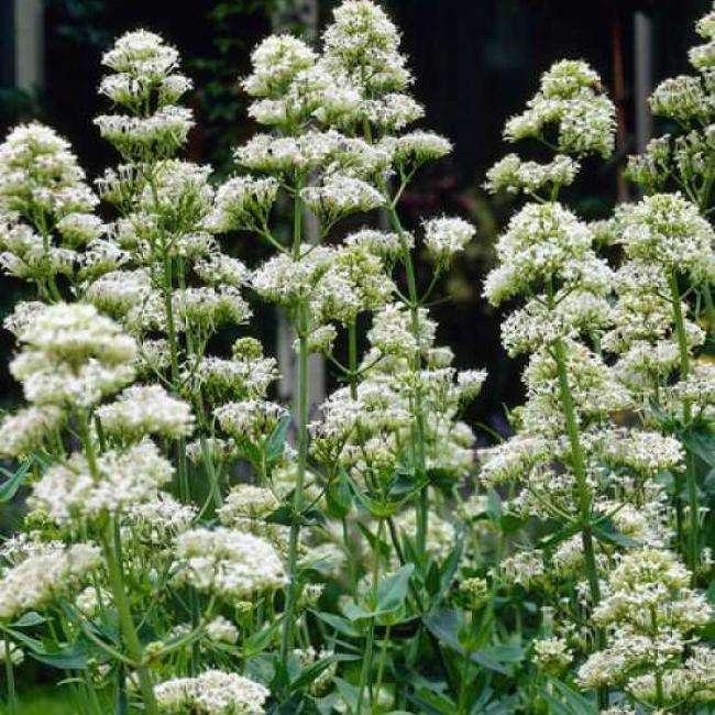 Превью изображения