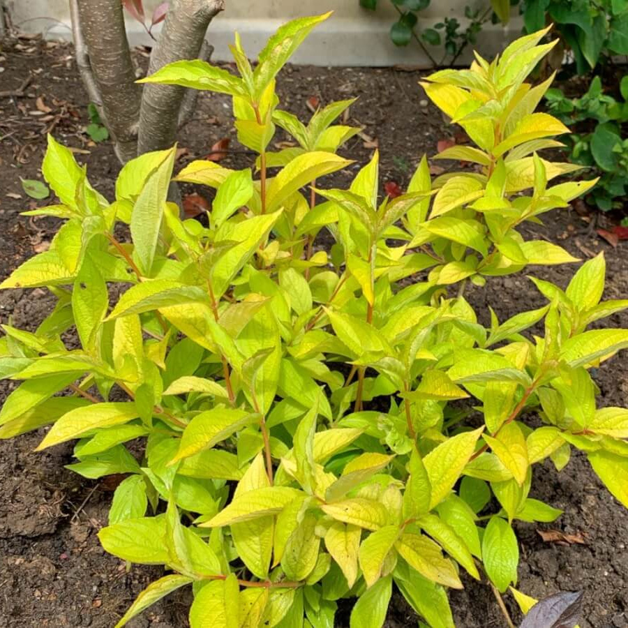 Превью изображения