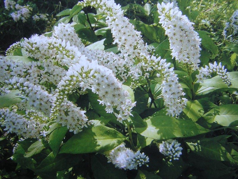 Превью изображения