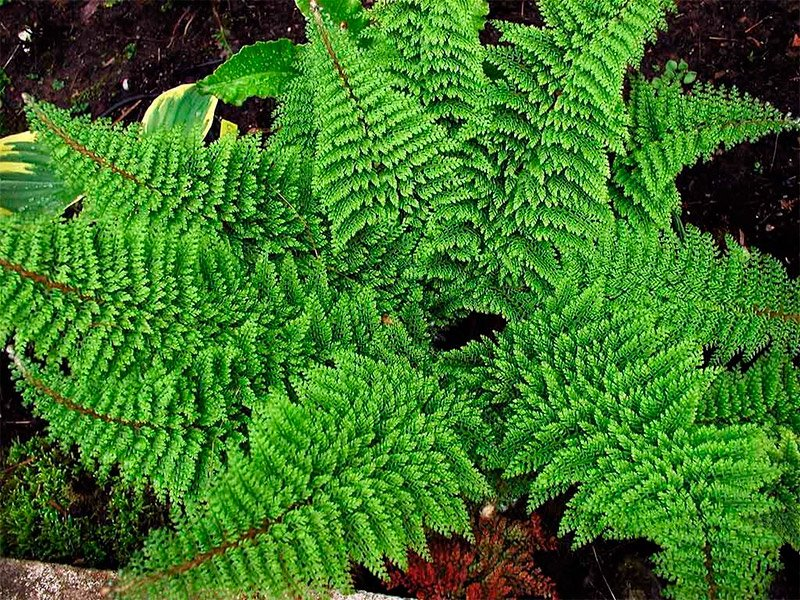 Превью изображения