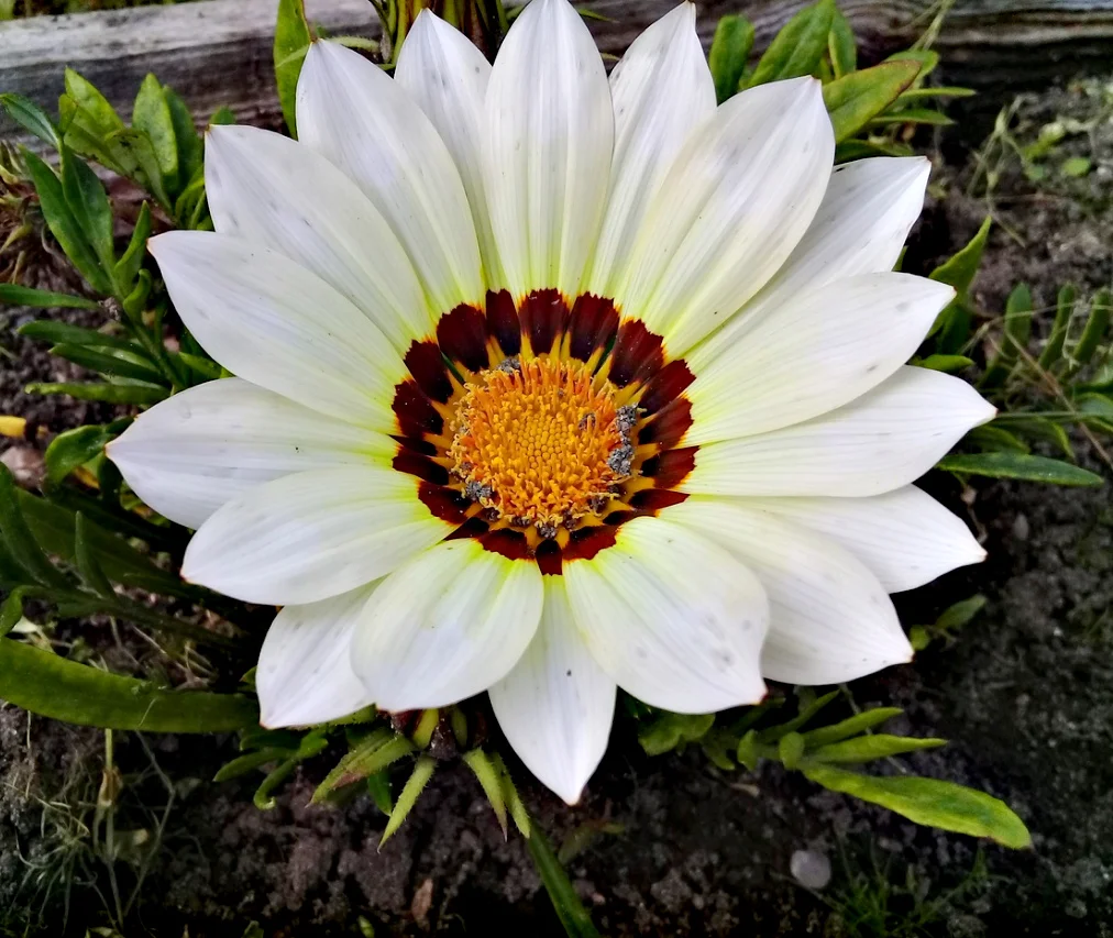 Превью изображения