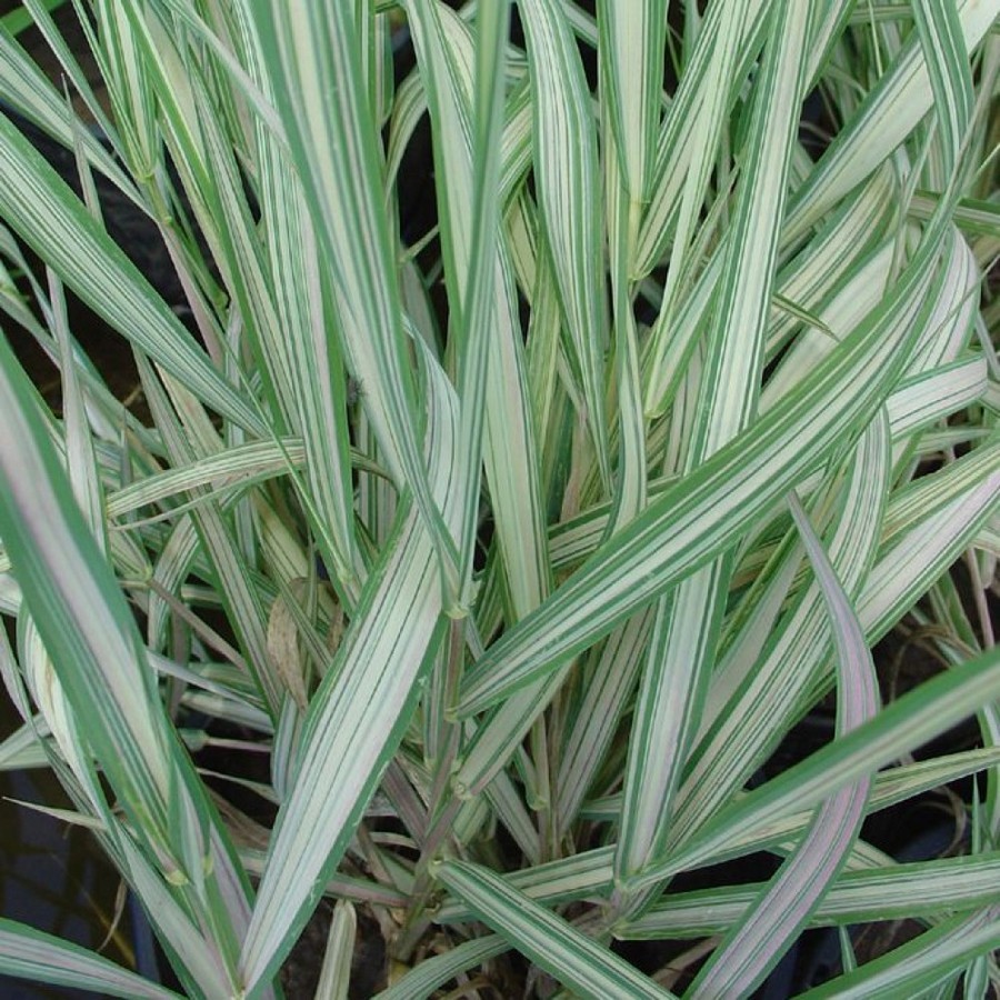 Превью изображения