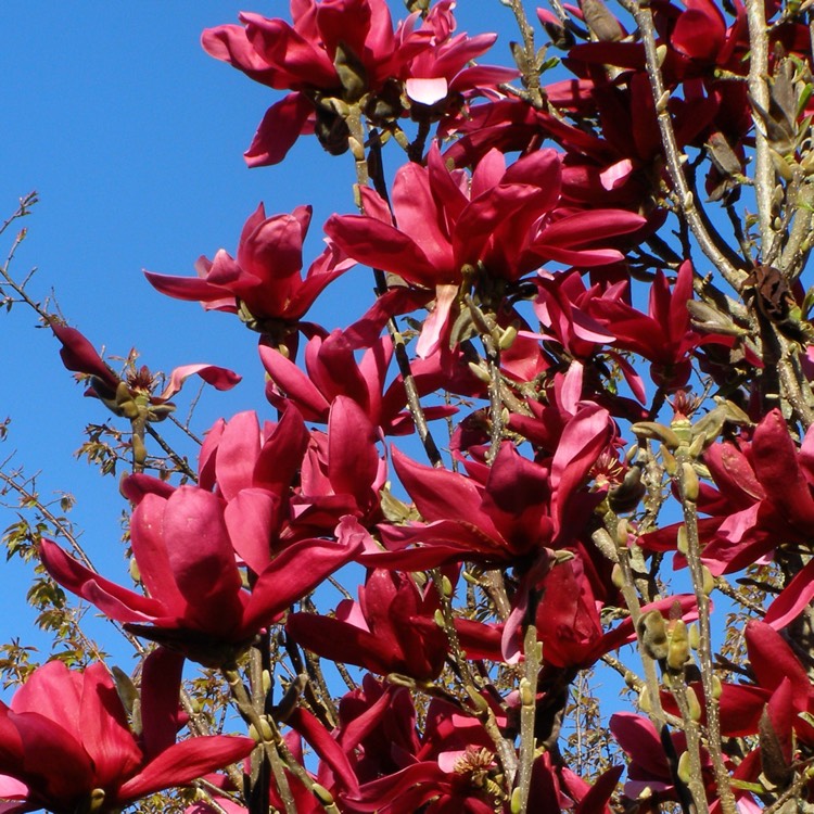 Превью изображения