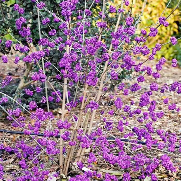 Превью изображения