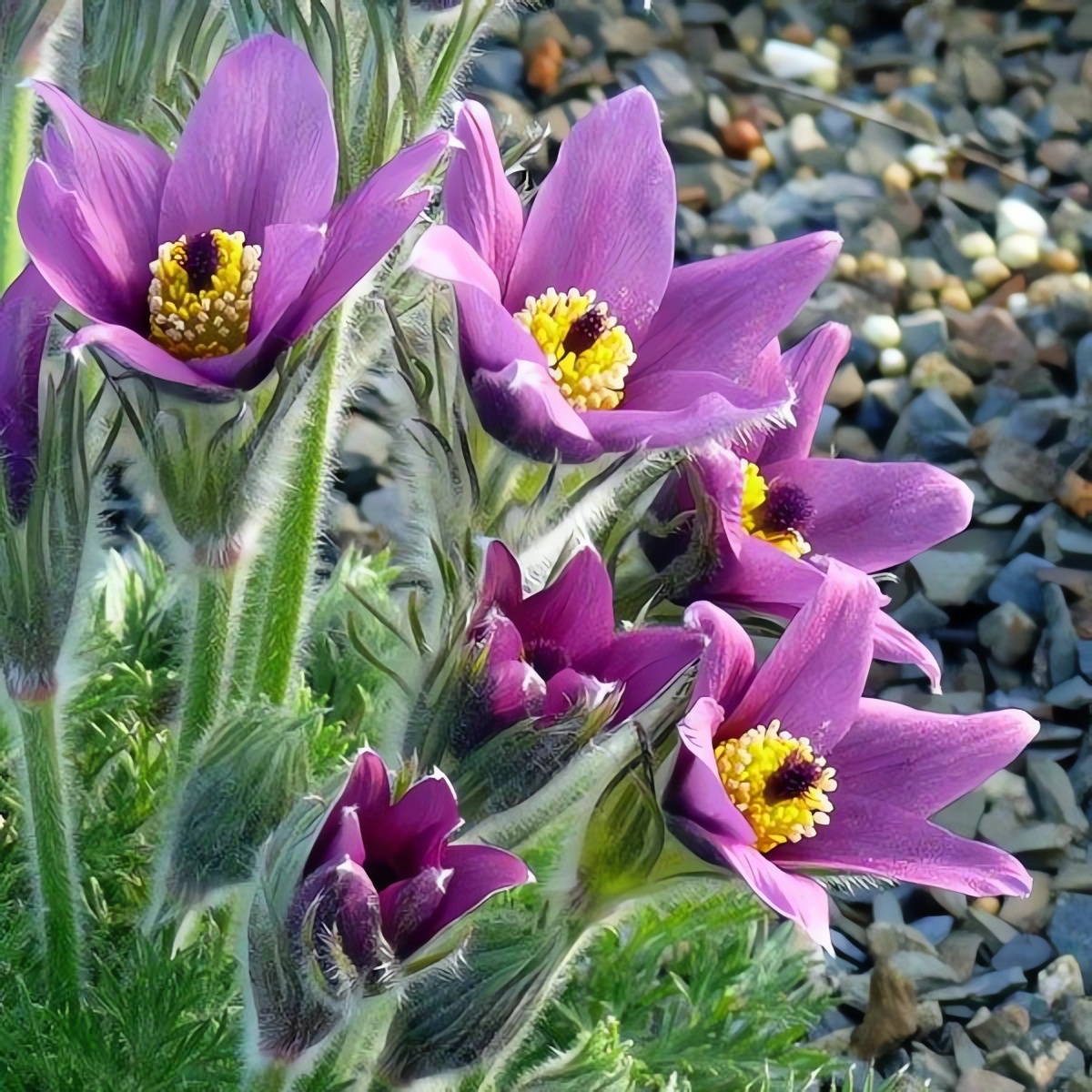 Превью изображения