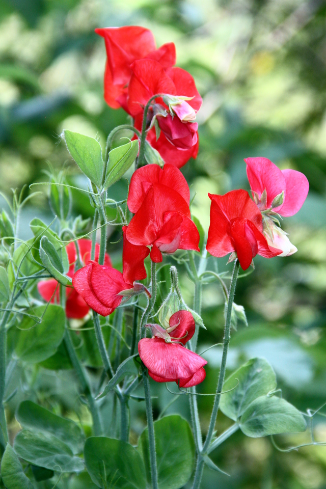 Превью изображения