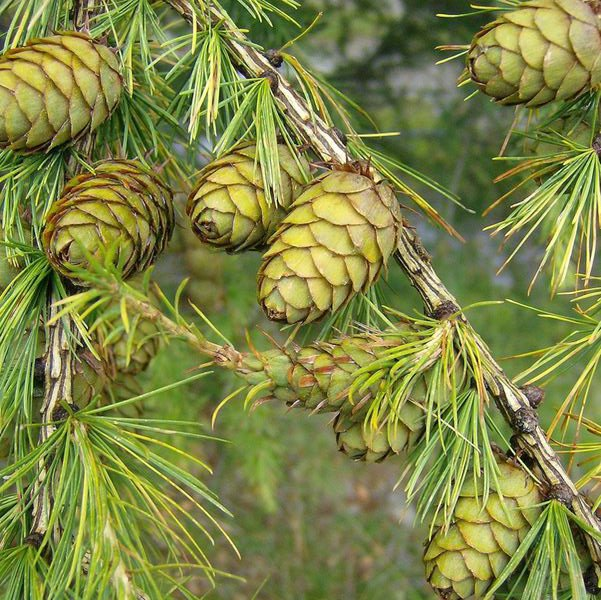 Превью изображения