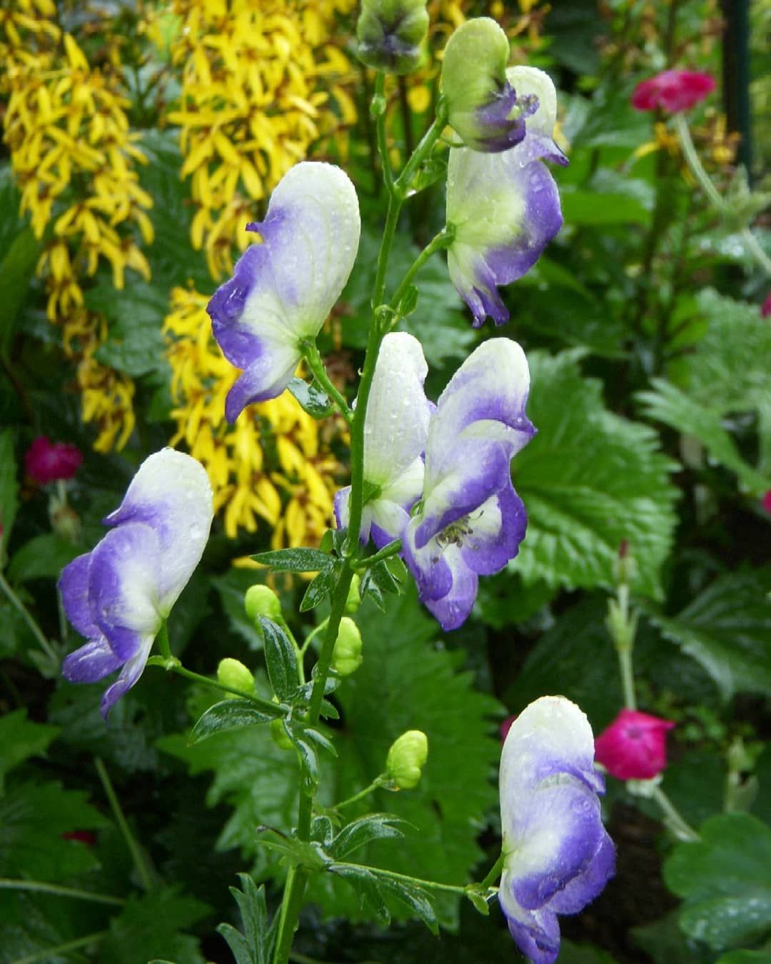 Превью изображения