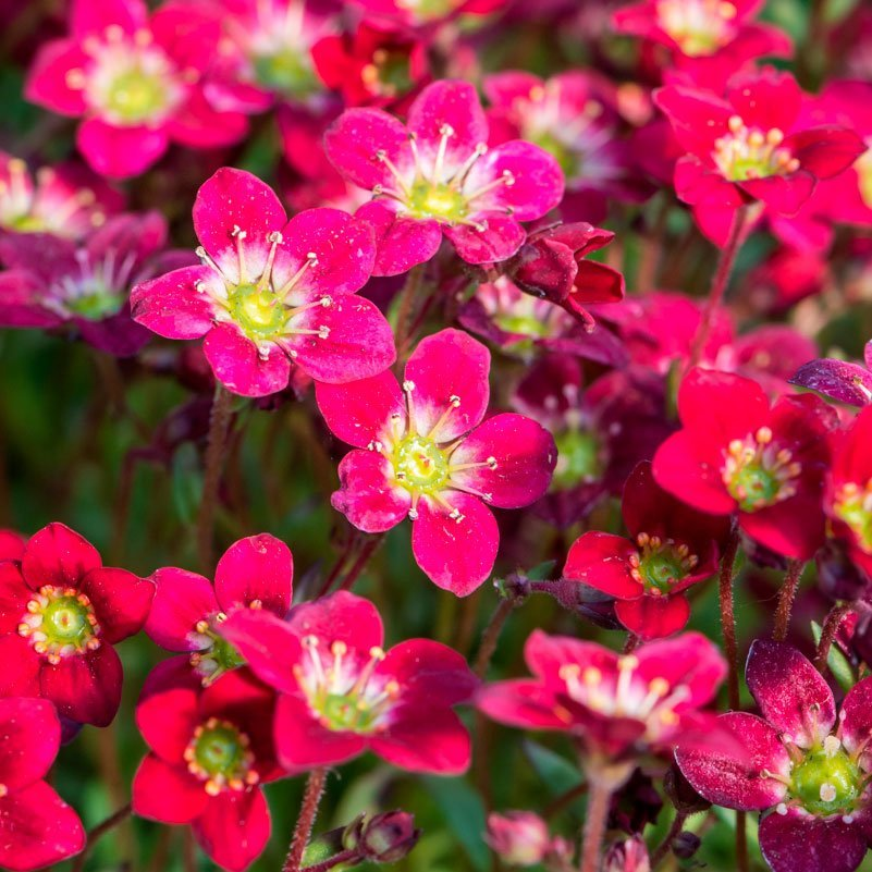 Превью изображения