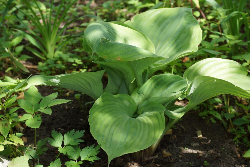 Превью изображения