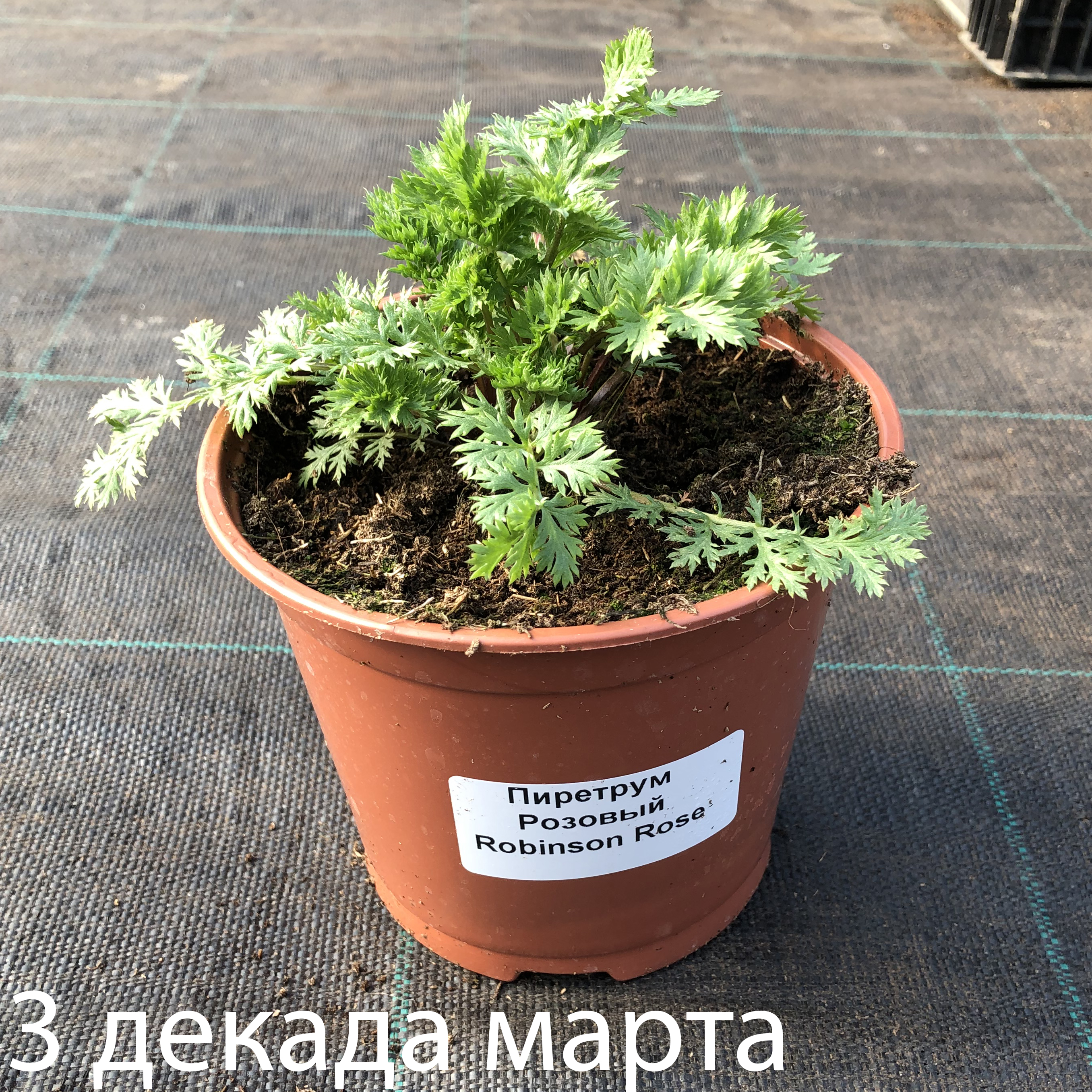 Превью изображения