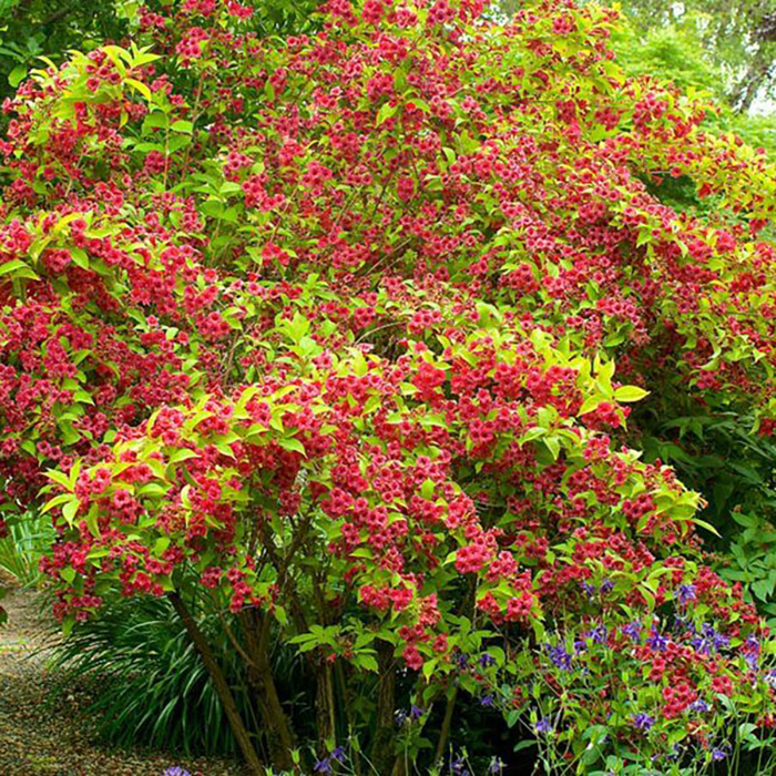 Превью изображения