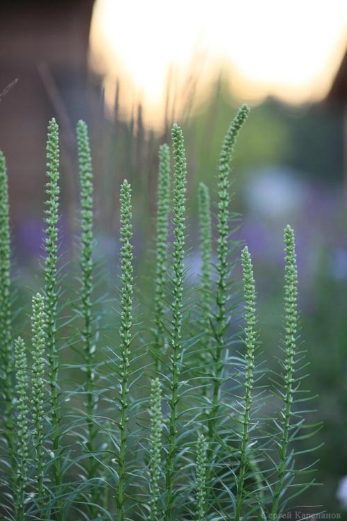 Превью изображения