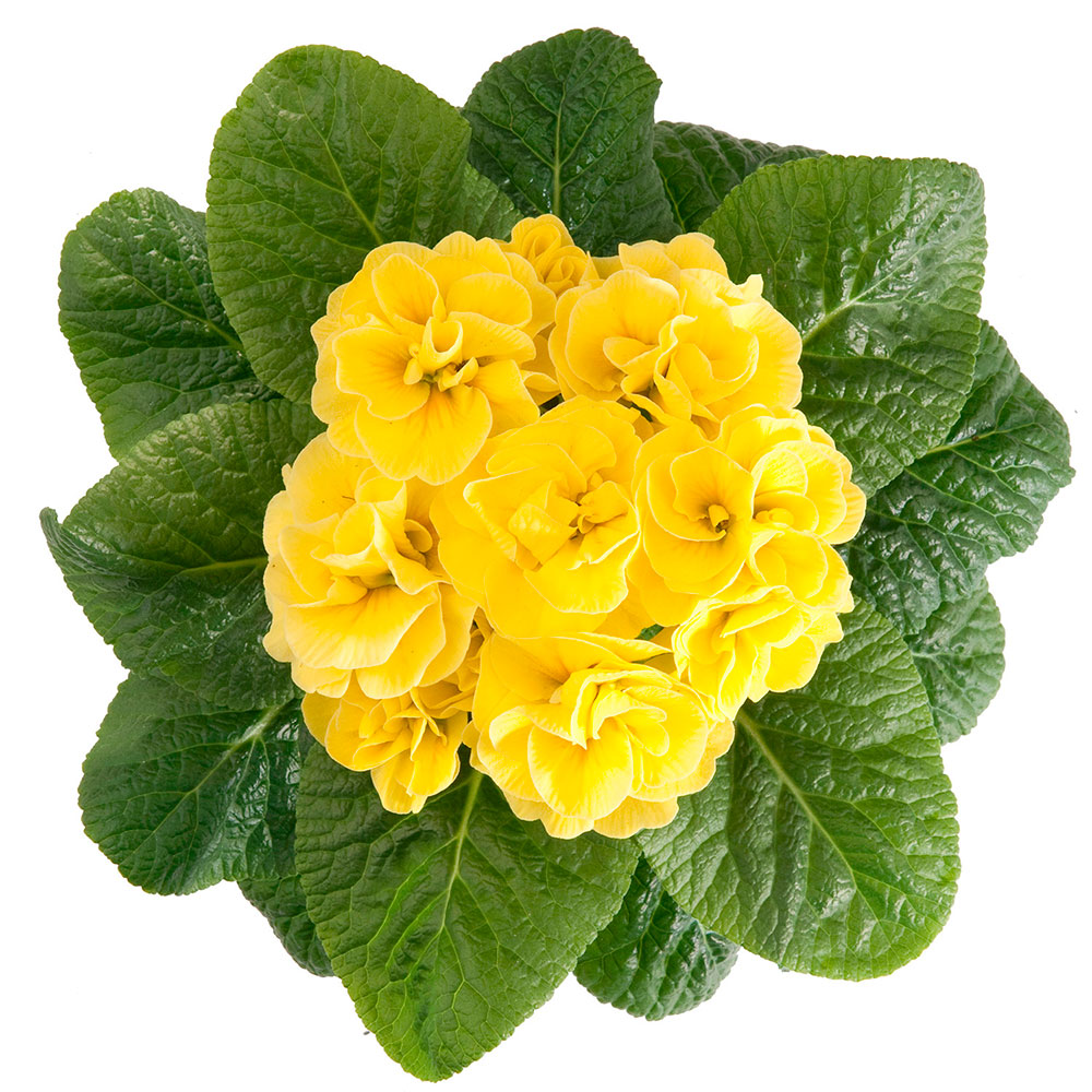 Превью изображения