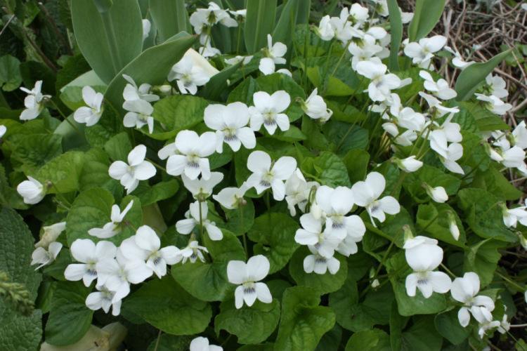 Превью изображения