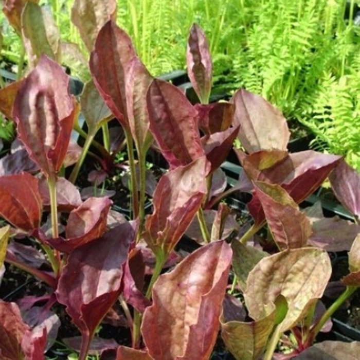 Превью изображения