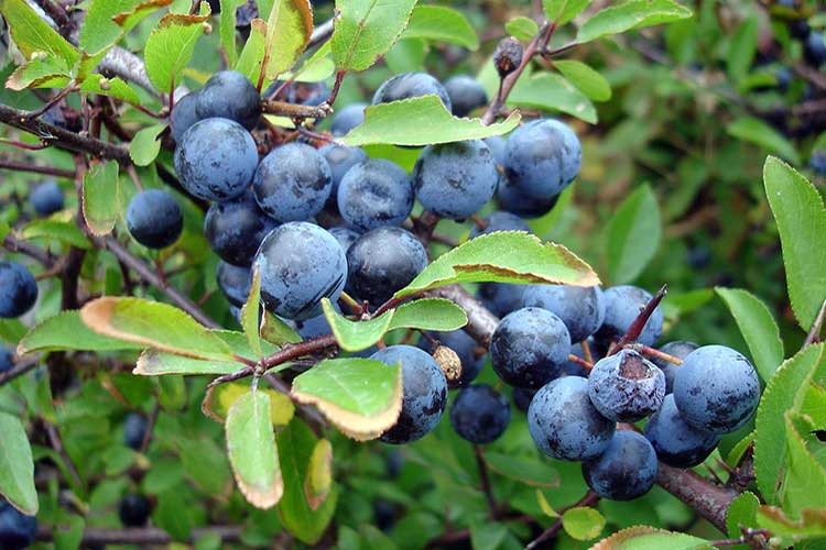 Превью изображения