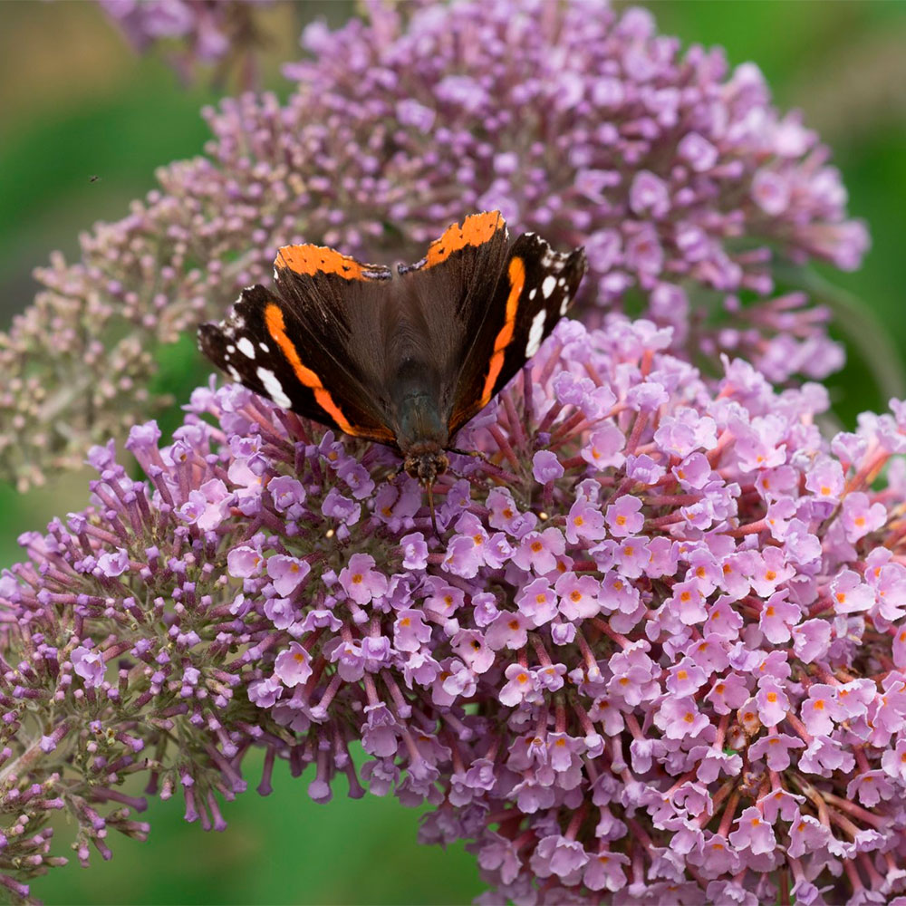 Превью изображения