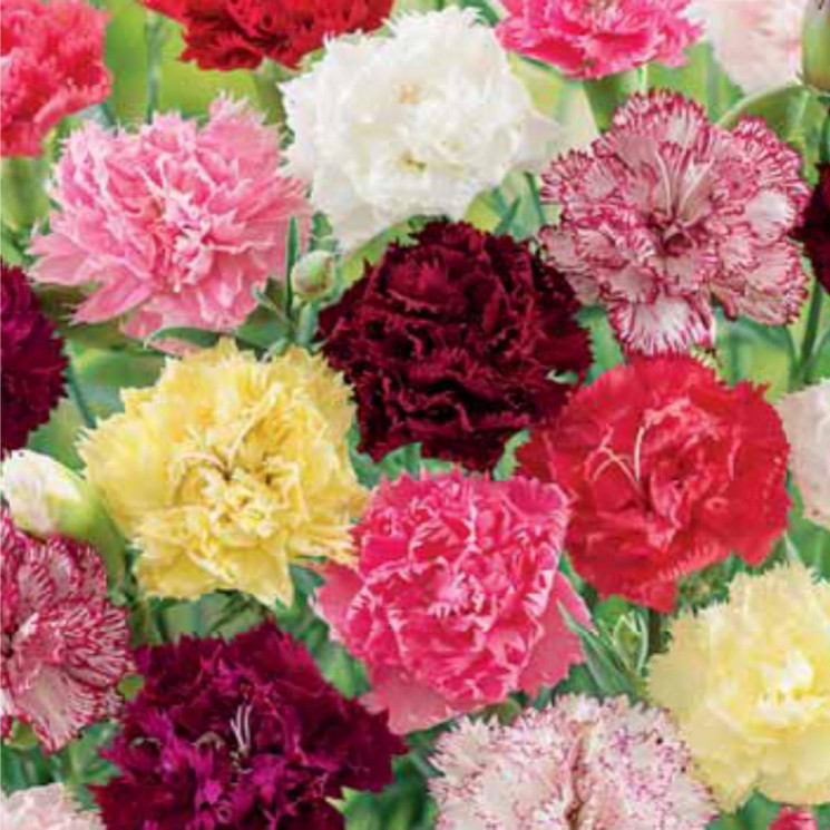 Превью изображения