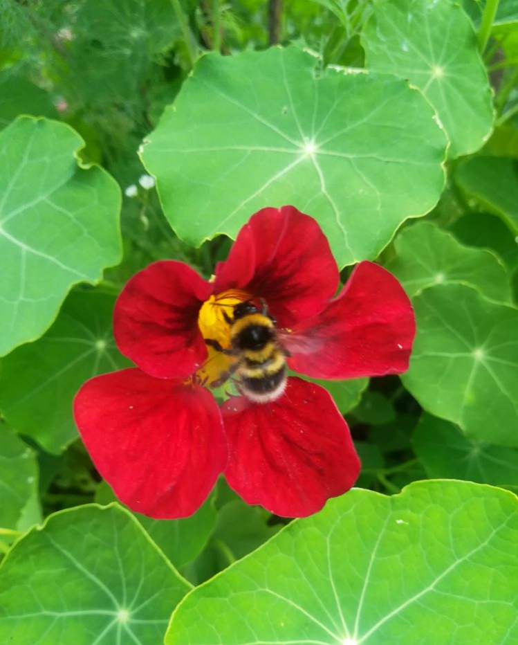 Превью изображения