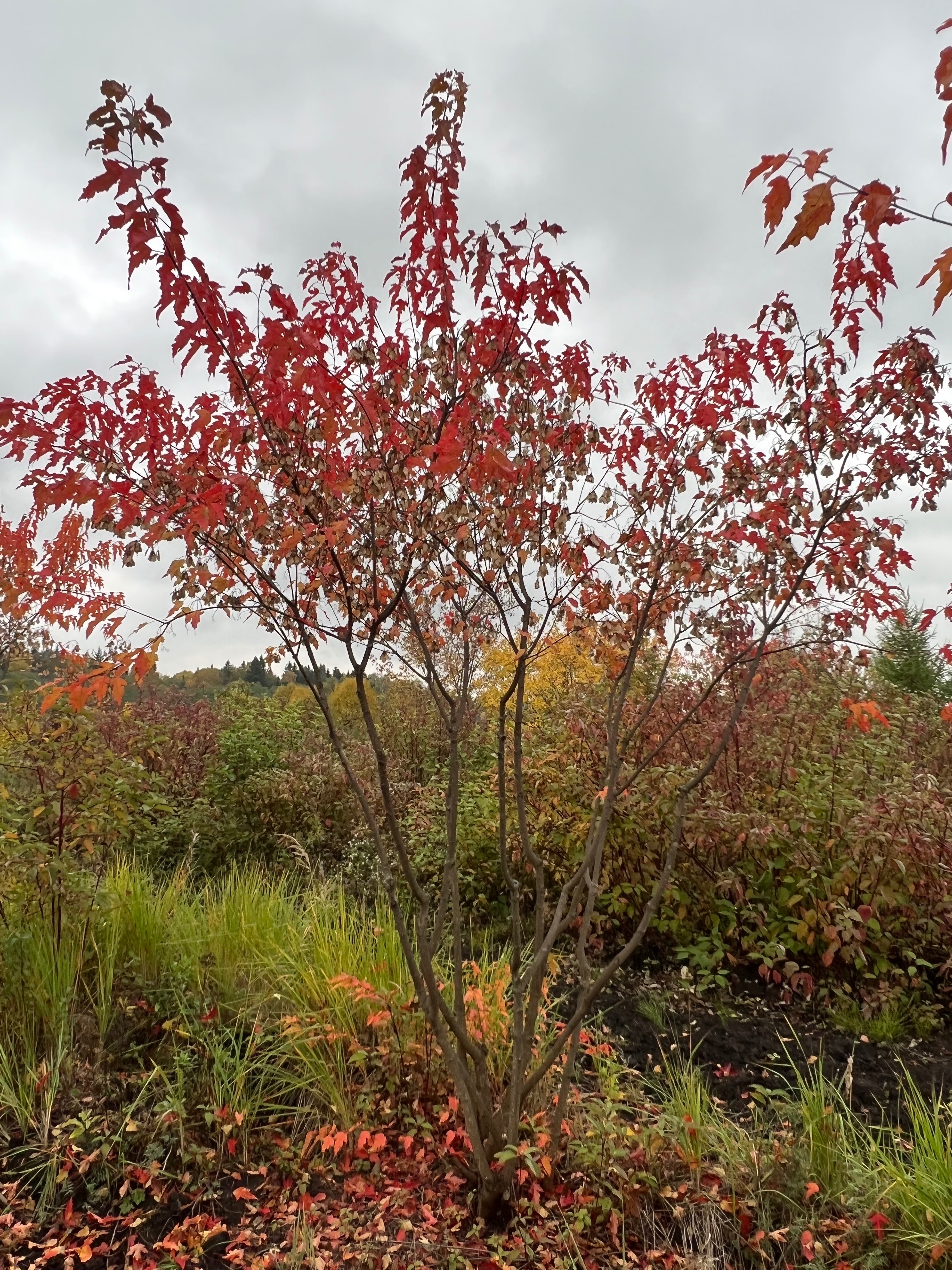 Превью изображения