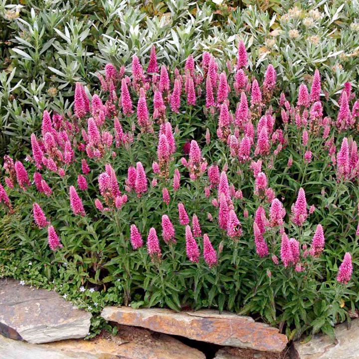 Превью изображения