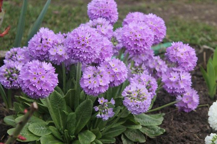 Превью изображения