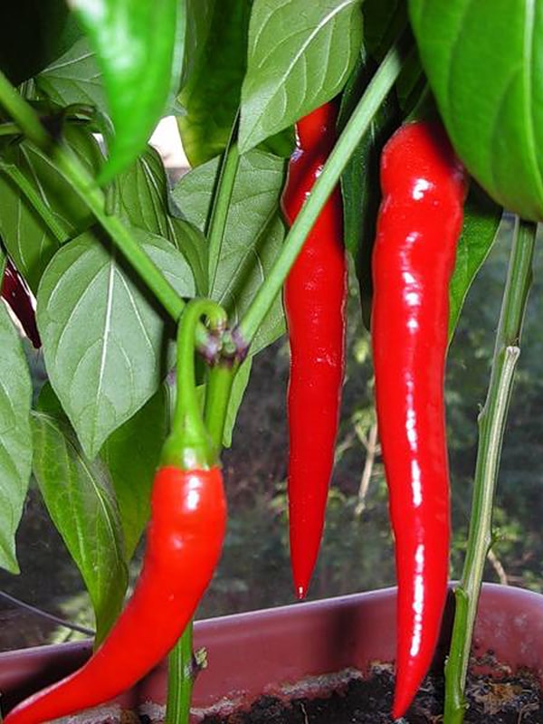 Превью изображения