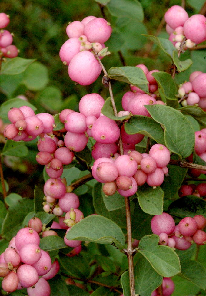 Превью изображения