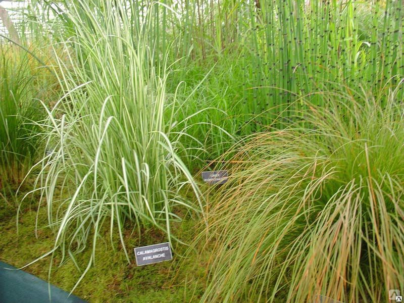 Превью изображения