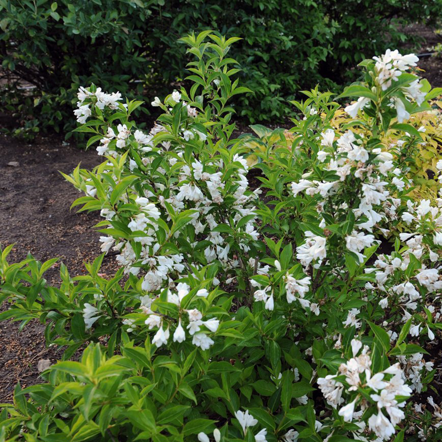 Превью изображения