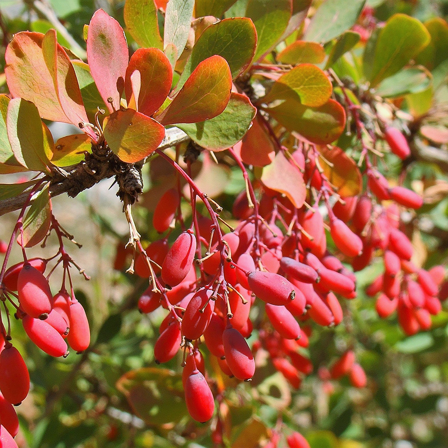 Превью изображения