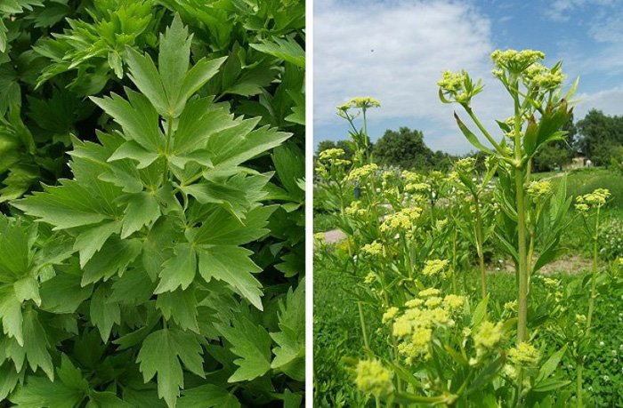 Превью изображения