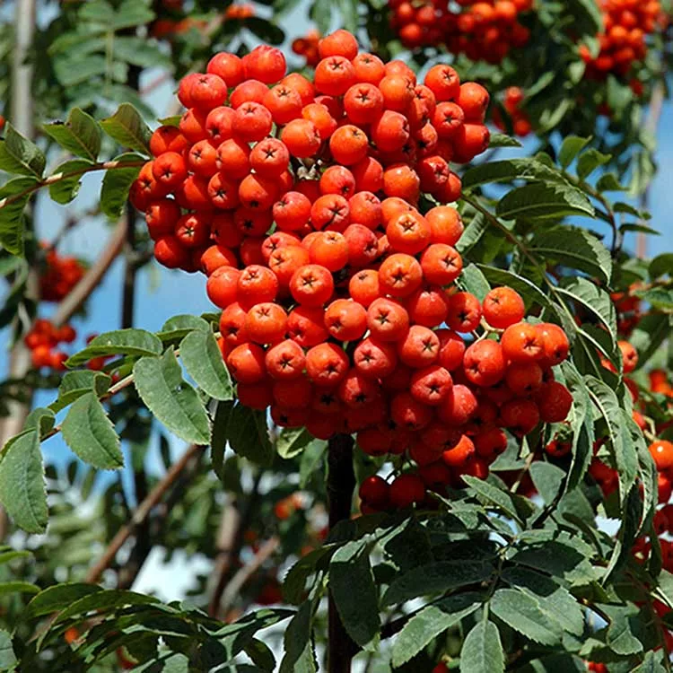 Превью изображения