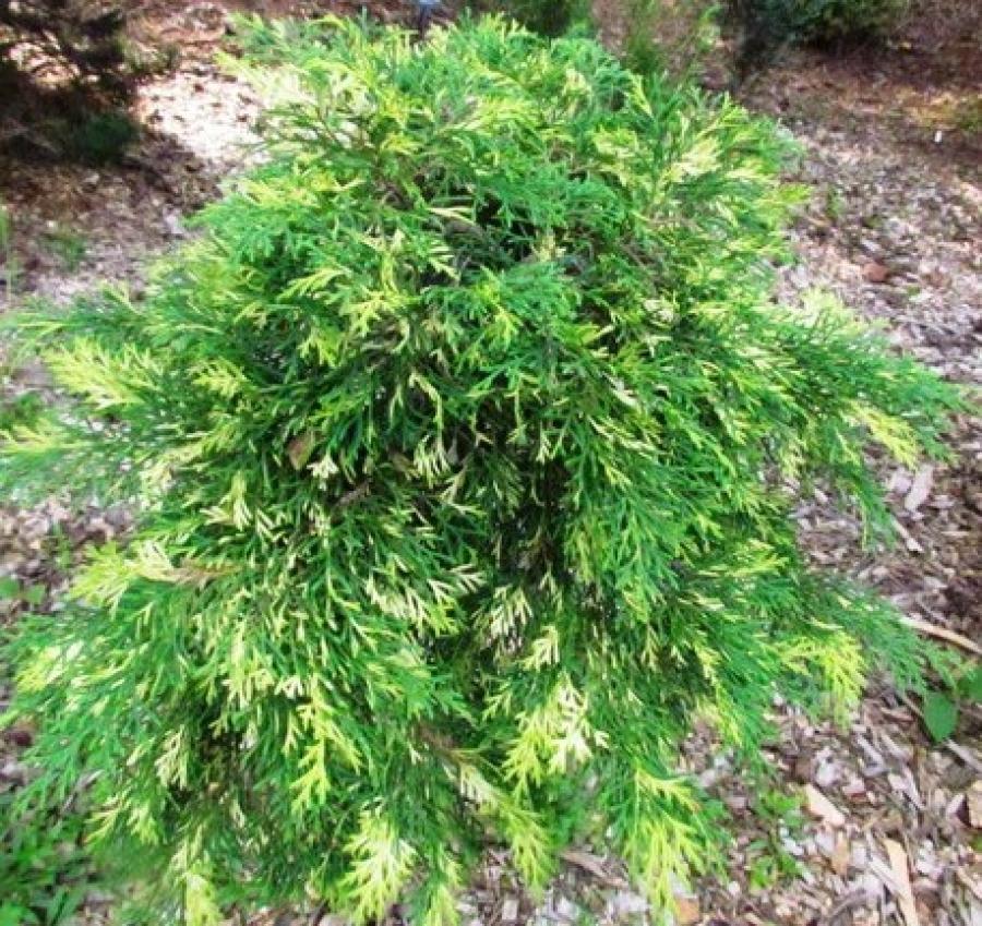 Превью изображения