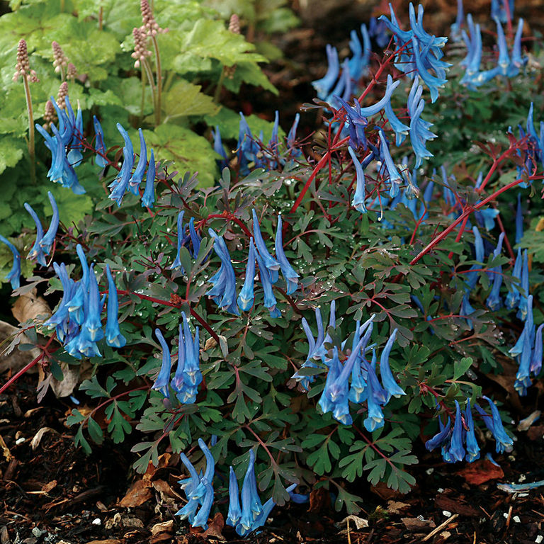 Превью изображения