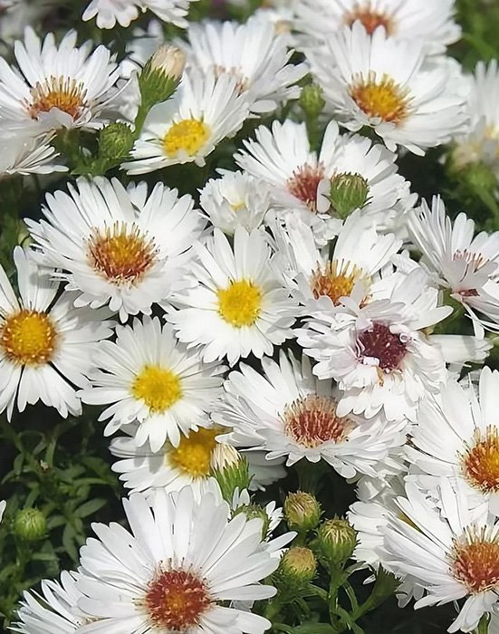 Превью изображения