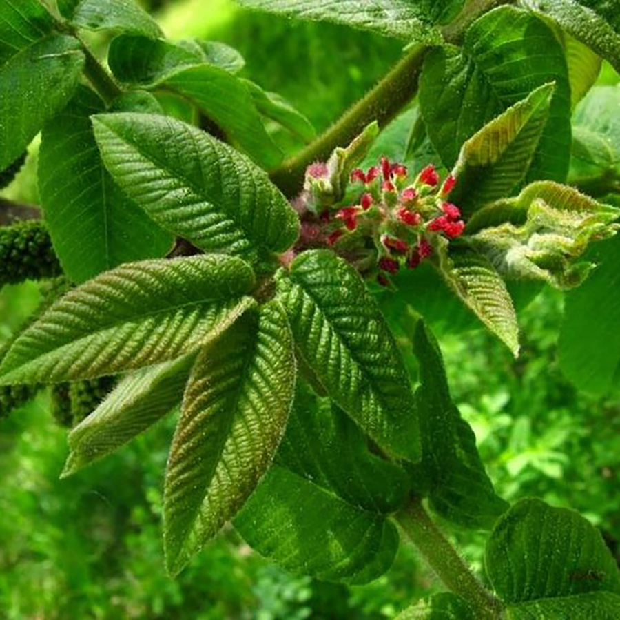 Превью изображения