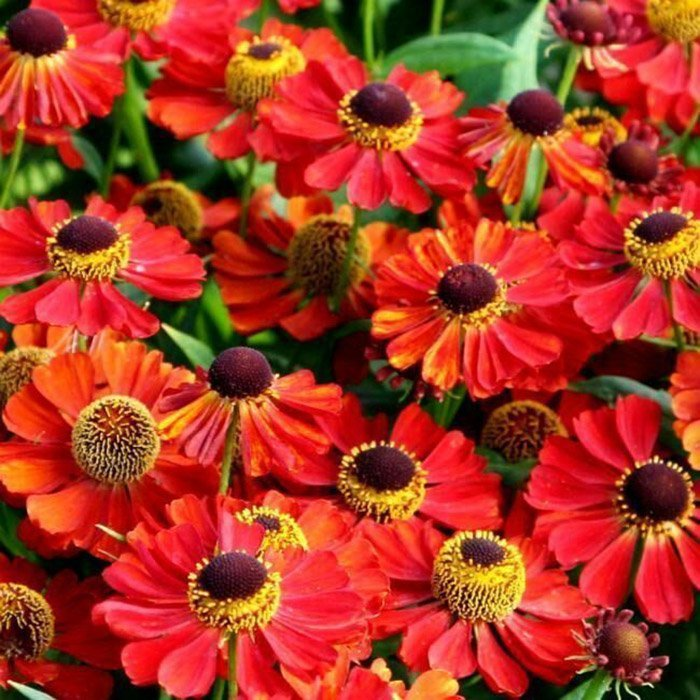 Превью изображения