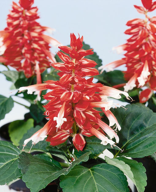 Превью изображения