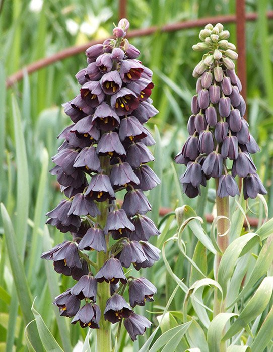 Превью изображения